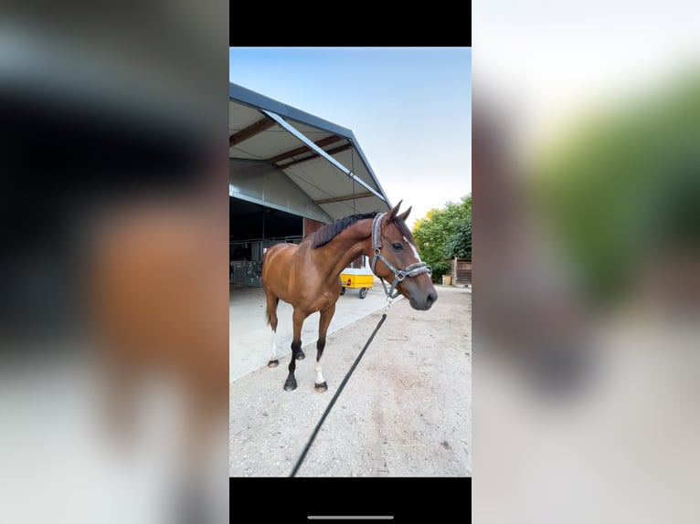 Anglo-Arabo Wallach 8 Jahre 165 cm Brauner in Gaillac