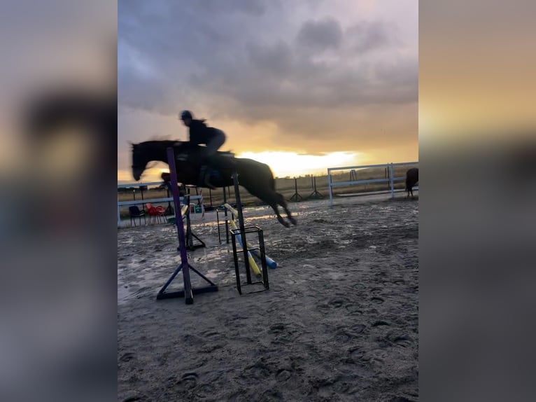 Anglo-Arabo Wallach 9 Jahre 160 cm Fuchs in Salobral