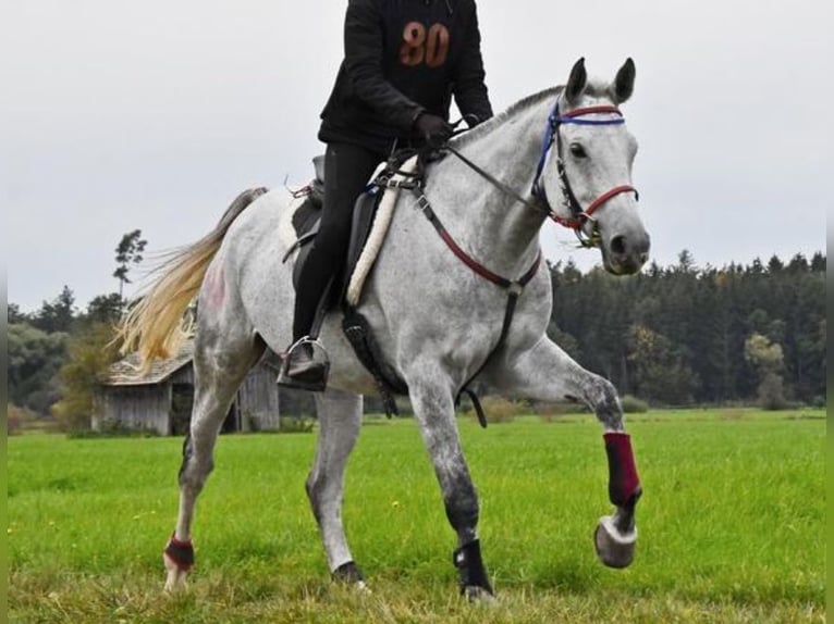 Anglo-Arabo Wallach 9 Jahre 165 cm Schimmel in Rotenburg an der Fulda