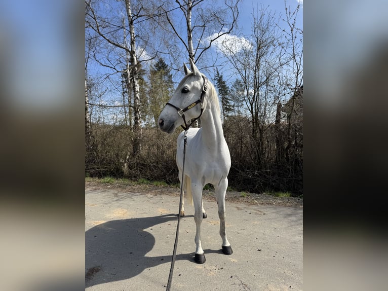 Anglo-Arabo Mix Wallach 9 Jahre 165 cm Schimmel in Elbtal