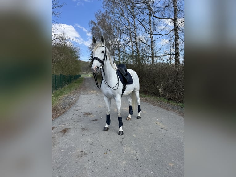 Anglo-Arabo Mix Wallach 9 Jahre 165 cm Schimmel in Elbtal