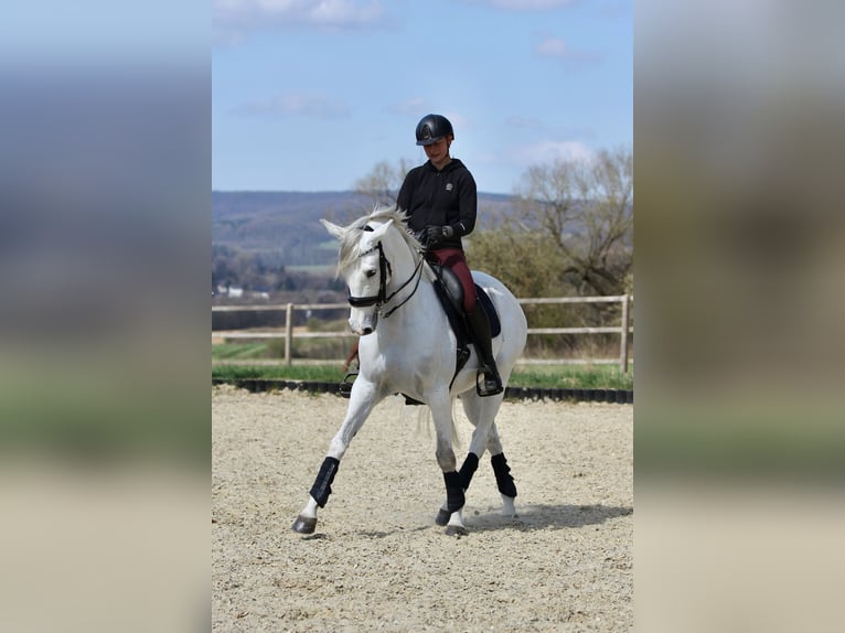 Anglo-Arabo Mix Wallach 9 Jahre 165 cm Schimmel in Elbtal