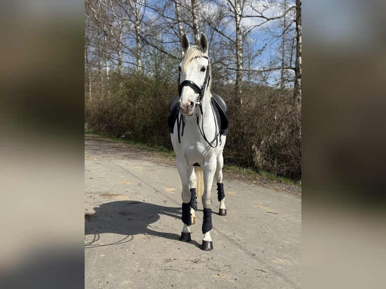 Anglo-Arabo Mix Wallach 9 Jahre 165 cm Schimmel in Elbtal