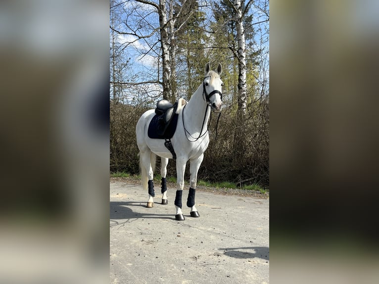 Anglo-Arabo Mix Wallach 9 Jahre 165 cm Schimmel in Elbtal