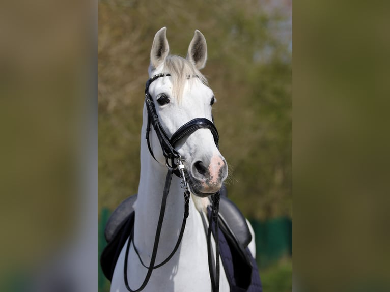 Anglo-Arabo Mix Wallach 9 Jahre 165 cm Schimmel in Elbtal