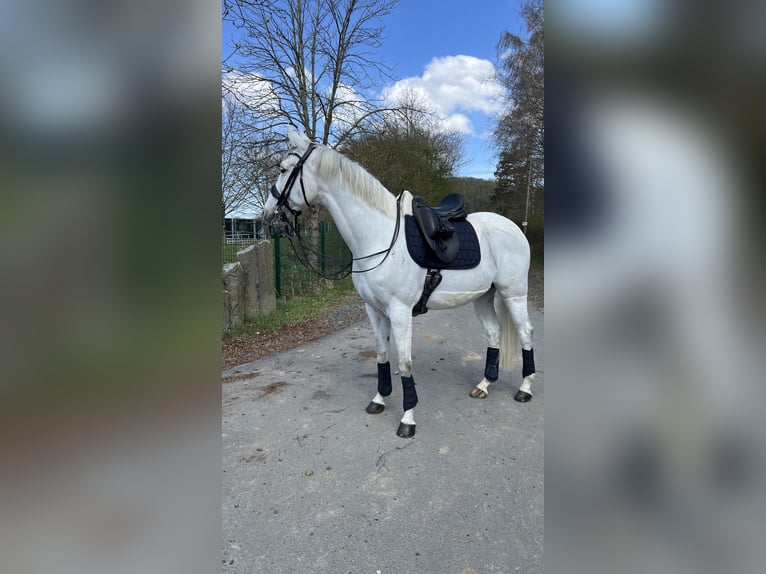 Anglo-Arabo Mix Wallach 9 Jahre 165 cm Schimmel in Elbtal
