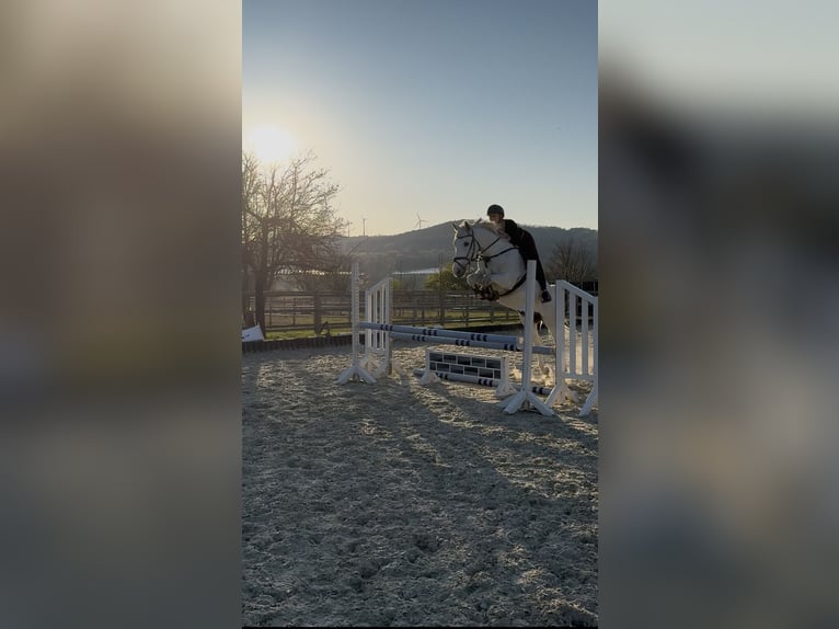 Anglo-Arabo Mix Wallach 9 Jahre 165 cm Schimmel in Elbtal