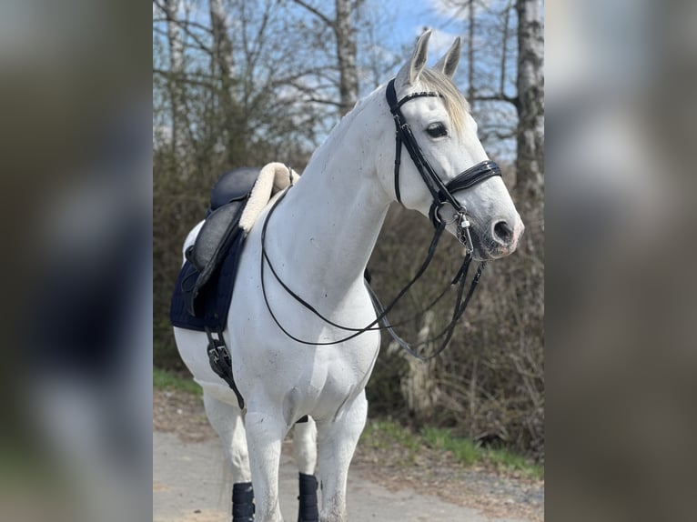 Anglo-Arabo Mix Wallach 9 Jahre 165 cm Schimmel in Elbtal