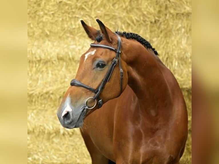 Anglo European Studbook Caballo castrado 10 años 172 cm Castaño in Bladel