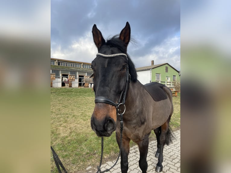 Anglo European Studbook Caballo castrado 10 años 172 cm Castaño oscuro in Weißensee