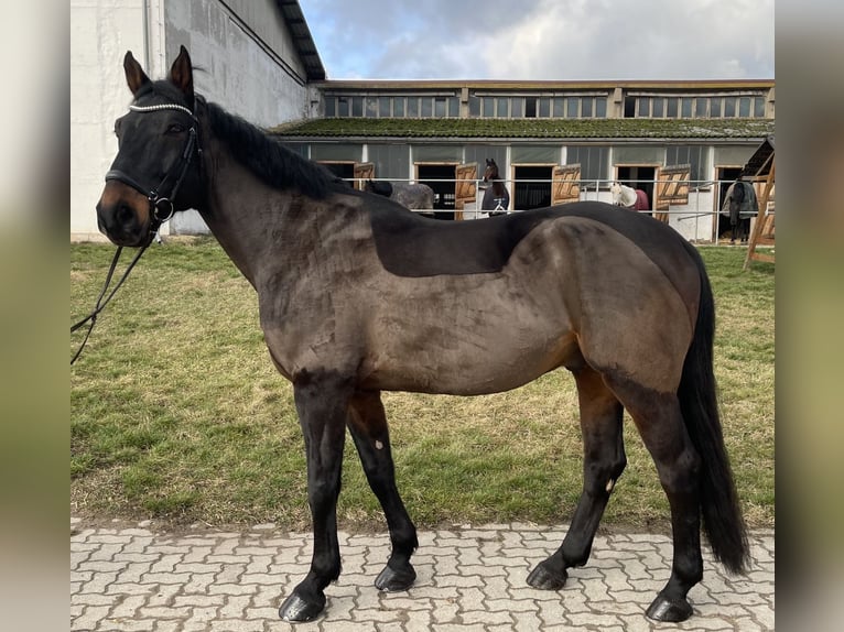 Anglo European Studbook Caballo castrado 10 años 172 cm Castaño oscuro in Weißensee