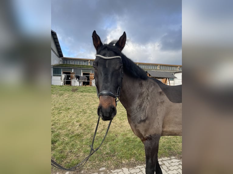 Anglo European Studbook Caballo castrado 10 años 172 cm Castaño oscuro in Weißensee