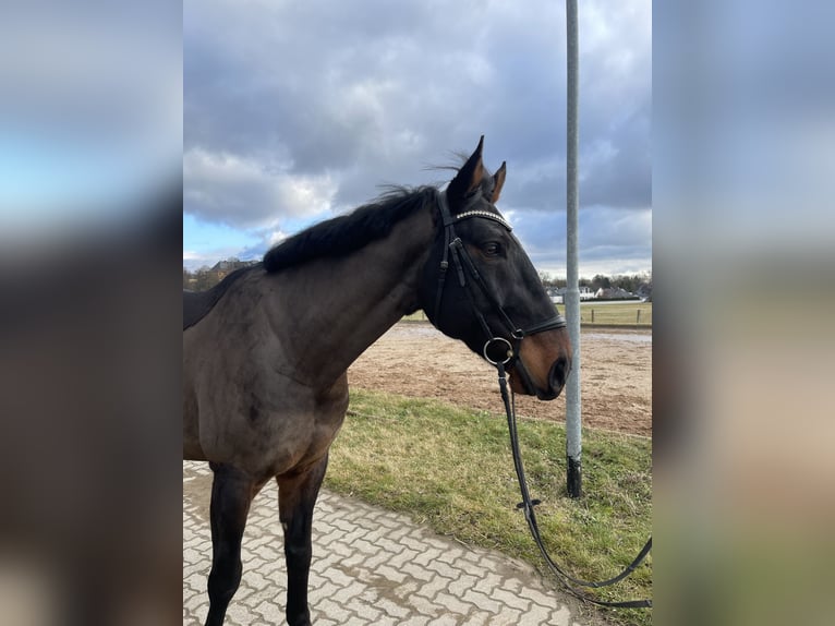 Anglo European Studbook Caballo castrado 10 años 172 cm Castaño oscuro in Weißensee