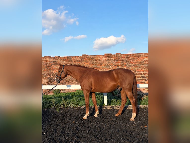 Anglo European Studbook Caballo castrado 10 años 173 cm Alazán in Braunschweig
