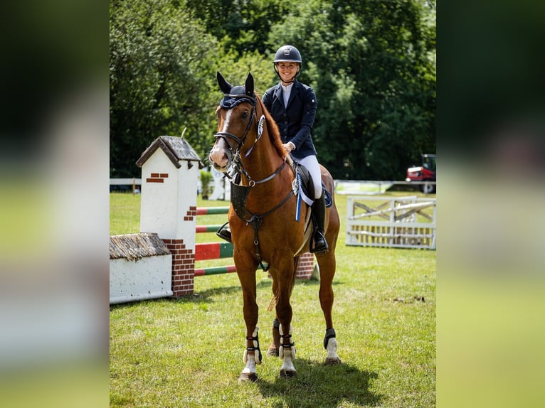 Anglo European Studbook Caballo castrado 10 años 173 cm Alazán in Braunschweig