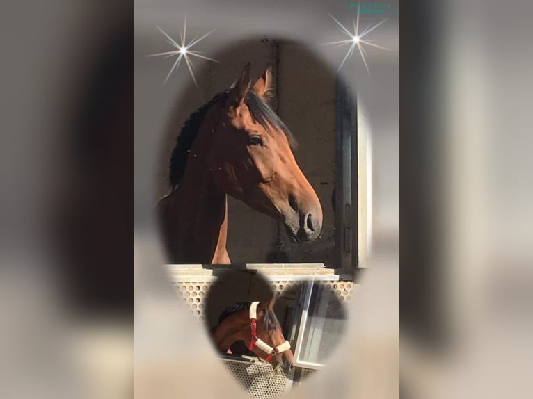 Anglo European Studbook Caballo castrado 10 años 176 cm Castaño in Rödermark