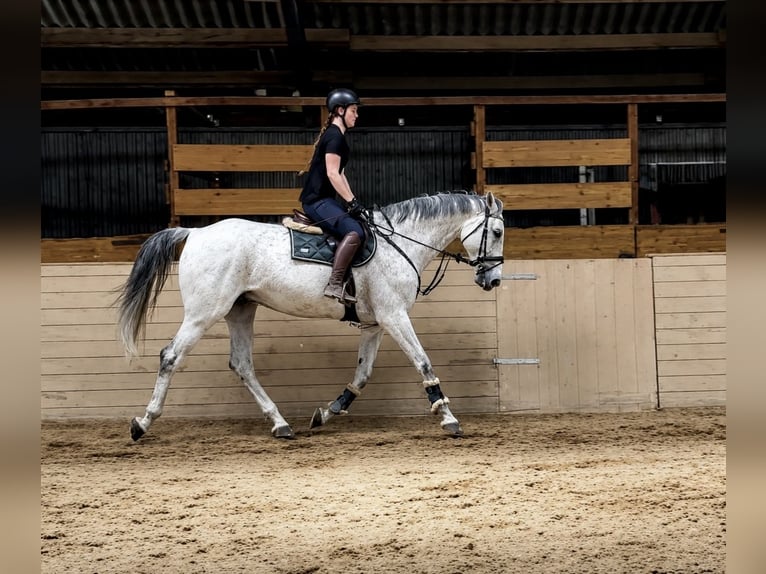 Anglo European Studbook Caballo castrado 11 años 178 cm Tordo picazo in Pelmberg