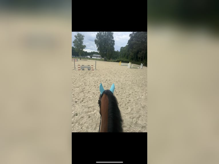 Anglo European Studbook Caballo castrado 12 años 170 cm Castaño in Nast&#xE4;tten