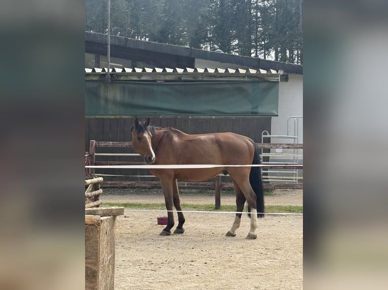 Anglo European Studbook Caballo castrado 12 años 170 cm Castaño in Nast&#xE4;tten