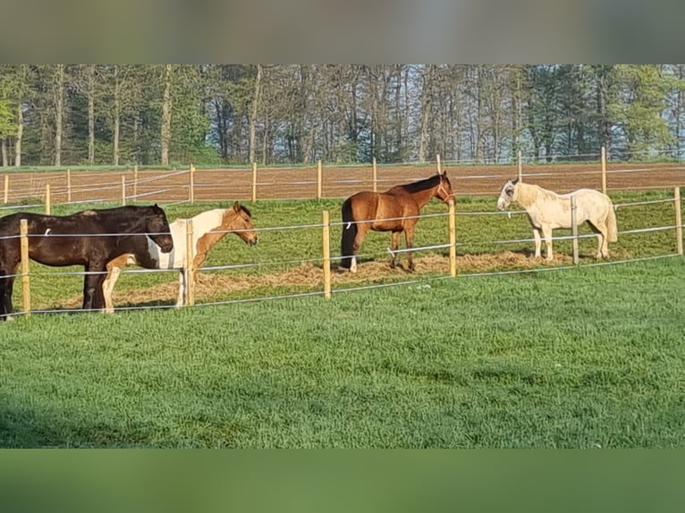 Anglo European Studbook Caballo castrado 12 años 170 cm Castaño in Nast&#xE4;tten