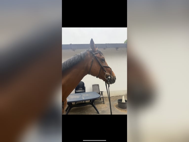 Anglo European Studbook Caballo castrado 12 años 170 cm Castaño in Nast&#xE4;tten