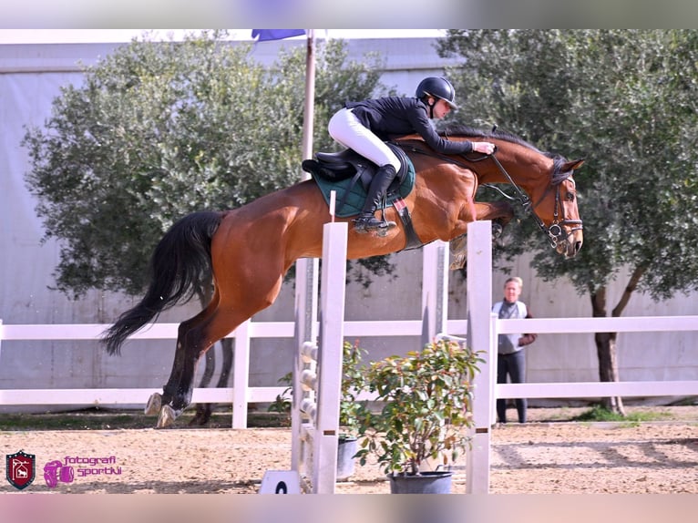 Anglo European Studbook Caballo castrado 12 años 170 cm Castaño oscuro in roma