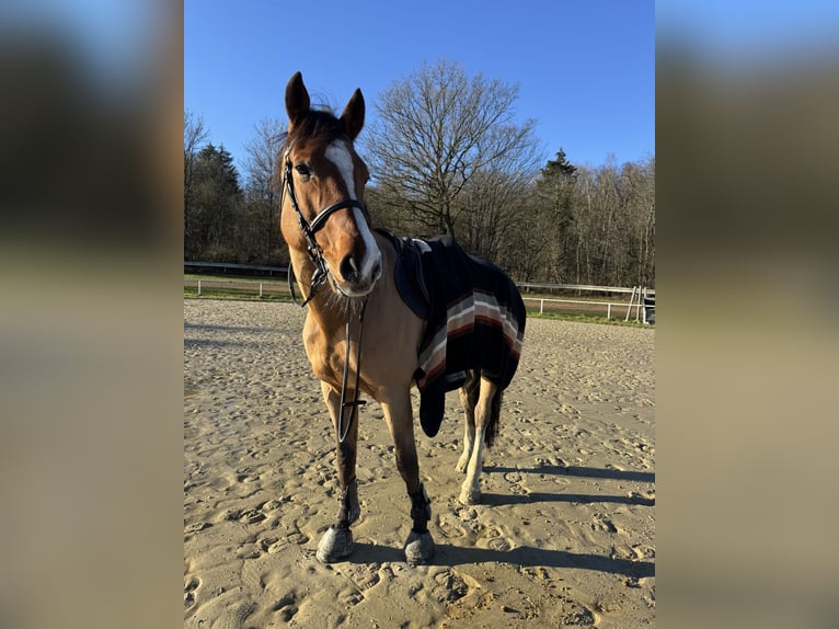 Anglo European Studbook Caballo castrado 12 años 174 cm Castaño in Neunkirchen/Saar