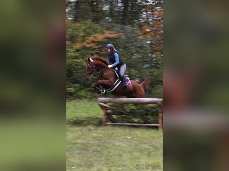 Anglo European Studbook Caballo castrado 15 años 168 cm Alazán-tostado in Svojetice