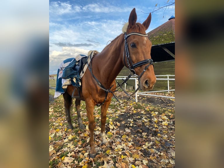 Anglo European Studbook Caballo castrado 15 años 168 cm Alazán-tostado in Svojetice