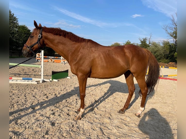 Anglo European Studbook Caballo castrado 15 años 168 cm Alazán-tostado in Svojetice