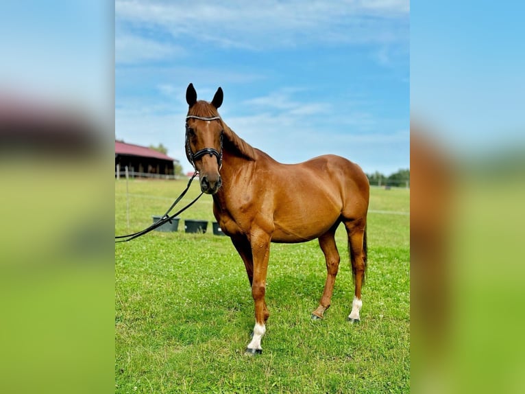 Anglo European Studbook Caballo castrado 15 años 168 cm Alazán-tostado in Svojetice