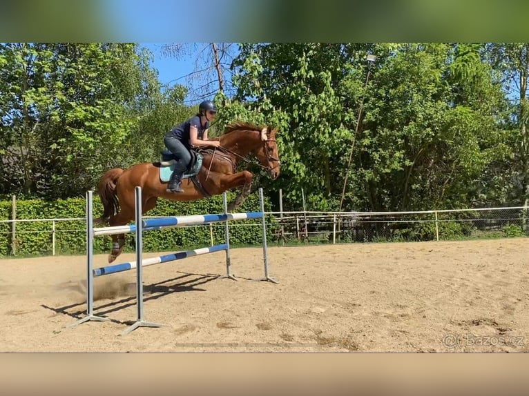 Anglo European Studbook Caballo castrado 15 años 168 cm Alazán-tostado in Svojetice