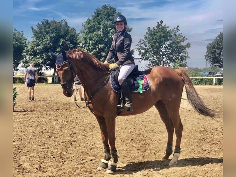 Anglo European Studbook Caballo castrado 15 años 168 cm Alazán-tostado in Svojetice