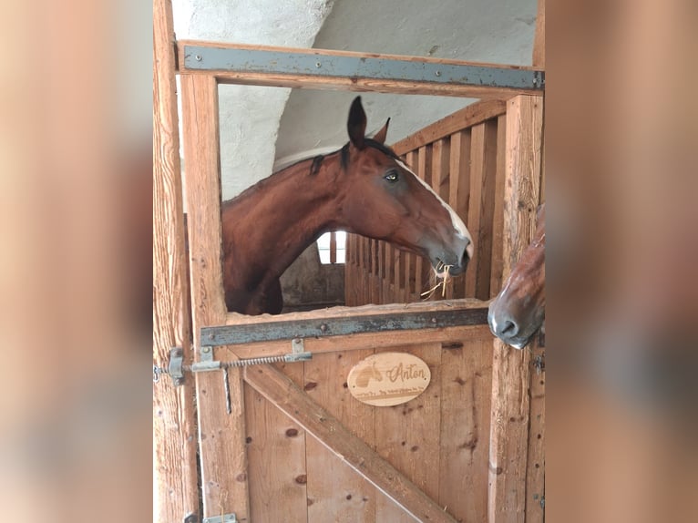 Anglo European Studbook Caballo castrado 18 años 164 cm Castaño in Alberndorf