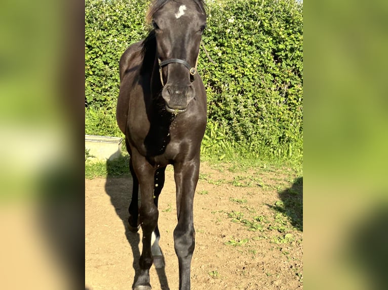 Anglo European Studbook Caballo castrado 1 año 163 cm Negro in Dursley