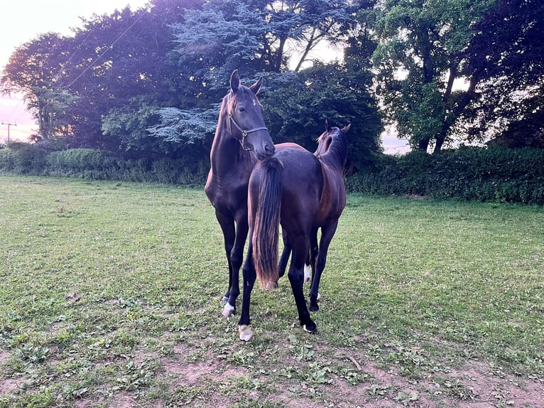 Anglo European Studbook Caballo castrado 1 año 163 cm Negro in Dursley