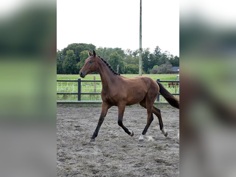 Anglo European Studbook Caballo castrado 1 año Castaño in Liessel