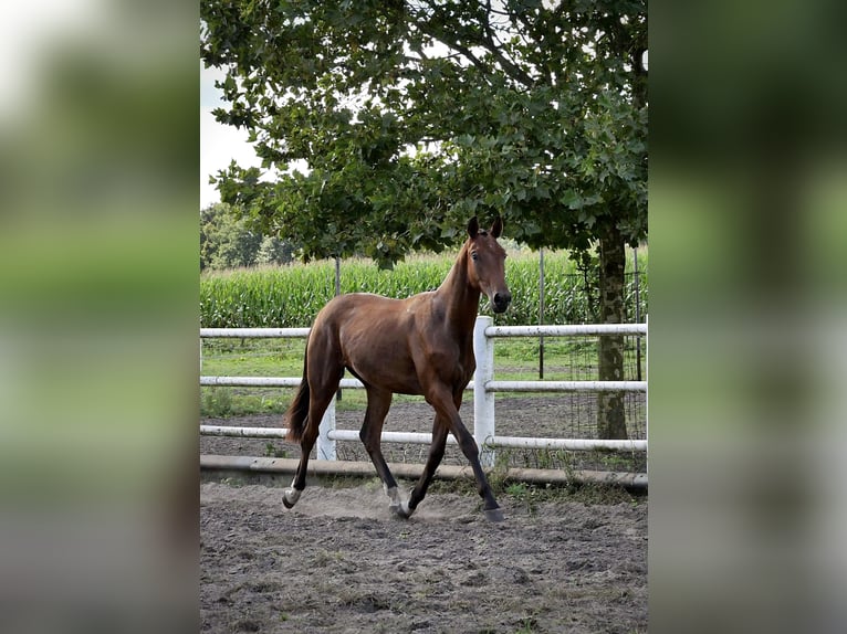 Anglo European Studbook Caballo castrado 1 año Castaño in Liessel