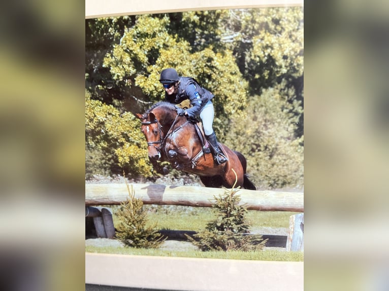 Anglo European Studbook Caballo castrado 1 año Castaño rojizo in Hampshire