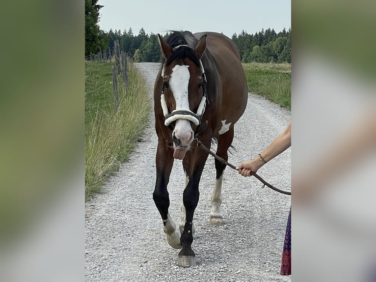 Anglo European Studbook Caballo castrado 20 años 167 cm Castaño in Holzkirchen