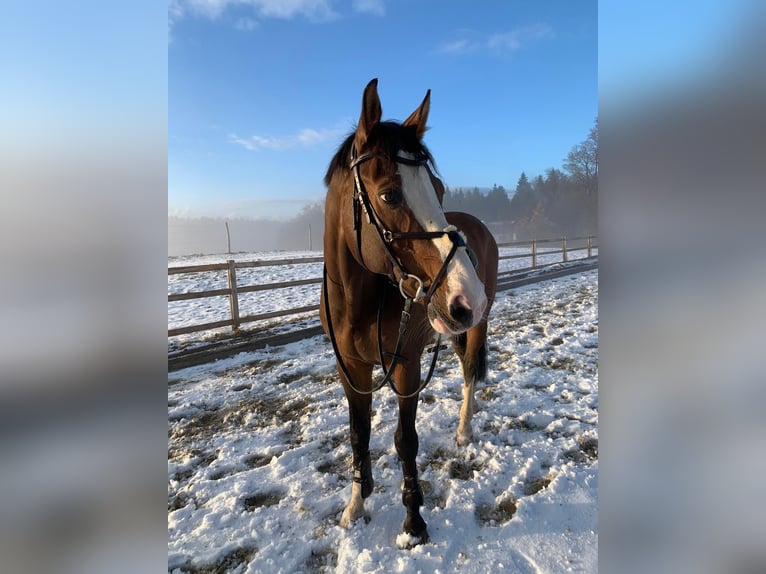 Anglo European Studbook Caballo castrado 20 años 167 cm Castaño in Holzkirchen