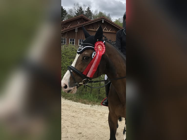 Anglo European Studbook Caballo castrado 20 años 167 cm Castaño in Holzkirchen