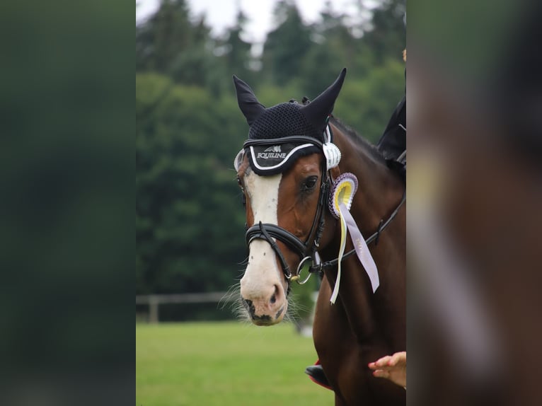 Anglo European Studbook Caballo castrado 20 años 167 cm Castaño in Holzkirchen