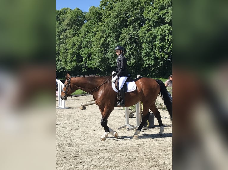 Anglo European Studbook Caballo castrado 20 años 167 cm Castaño in Holzkirchen