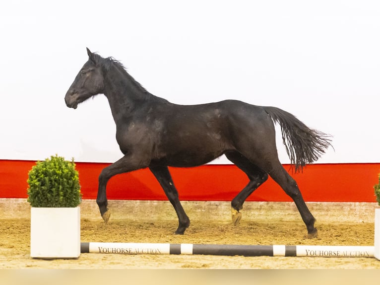 Anglo European Studbook Caballo castrado 2 años 149 cm Negro in Waddinxveen