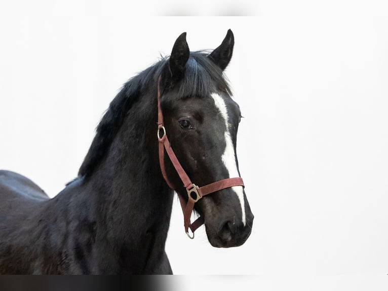 Anglo European Studbook Caballo castrado 2 años 149 cm Negro in Waddinxveen