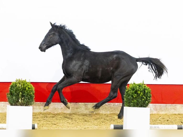 Anglo European Studbook Caballo castrado 2 años 149 cm Negro in Waddinxveen