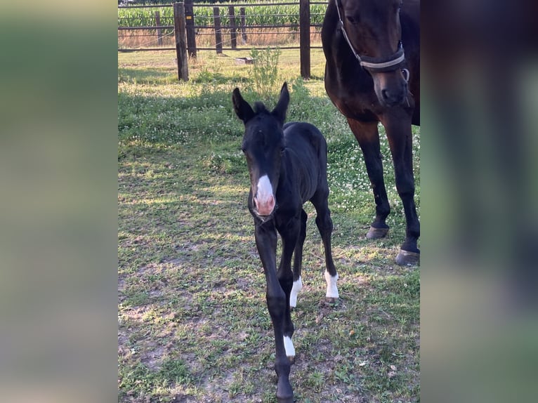 Anglo European Studbook Caballo castrado 2 años 162 cm Negro in Zakrz&#xF3;w