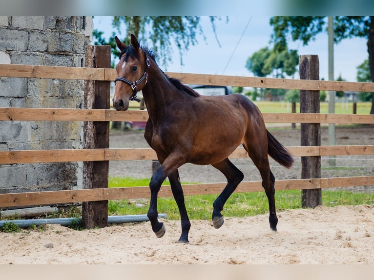 Anglo European Studbook Caballo castrado 2 años 165 cm Castaño rojizo in Świetakowo
