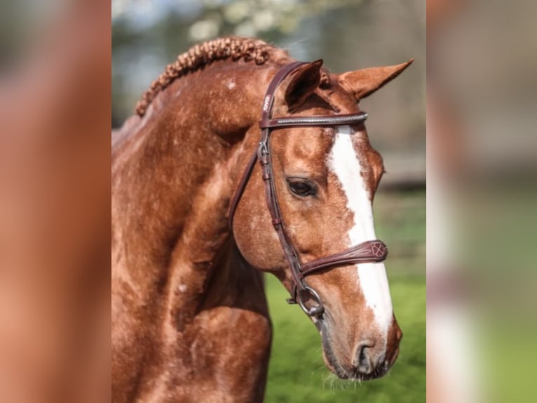 Anglo European Studbook Caballo castrado 2 años 168 cm Castaño oscuro in west sussex